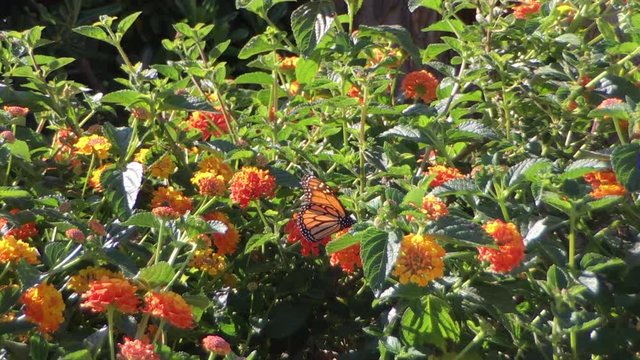 4K HD Video of one Monarch butterfly drinking nectar from orange flowers from Lantana bush. It may be the most familiar North American butterfly, and is considered an iconic pollinator species.
