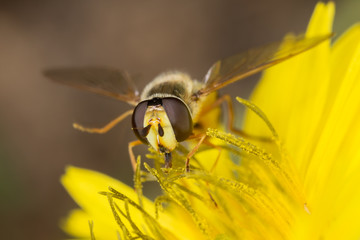 Overfly on a tarassacus medicinalis