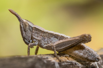 Grasshopper nymph in the wild