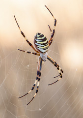 Argiope bruennichi