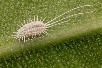 A parasitic insect, a Cochineal on a leaf