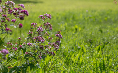 Purple flowers of origanum vulgare or common oregano, wild marjoram. Sunny day
