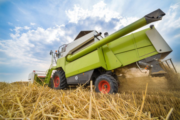 Combine harvester in action on wheat field. Harvesting is the process of gathering a ripe crop from...