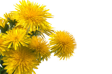 Bouquet of yellow spring dandelions close