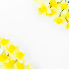 Frame of narcissus on white background. Flat lay, top view. Floral background. 
