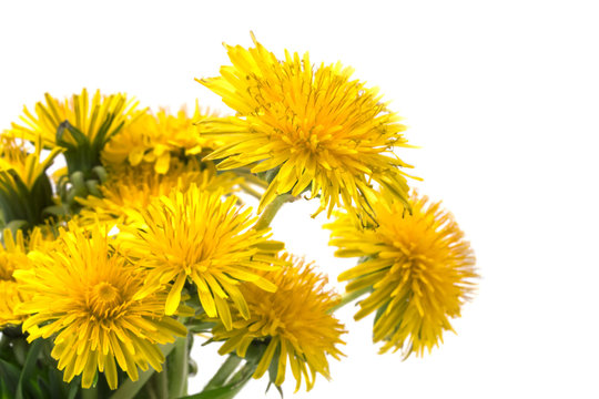 Simple bouquet of yellow spring dandelions close