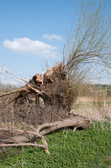 gebrochener weidenbaum