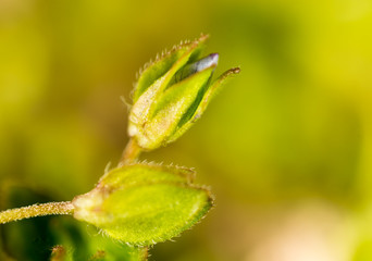 Beautiful little blue flower on nature