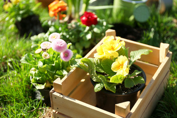 Beautiful flowers in pots outdoors on sunny day