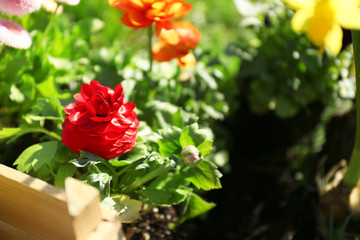 Beautiful ranunculus flower outdoors on sunny day