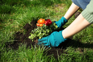 Fototapeta premium Woman planting flowers in garden on sunny day
