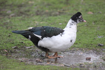 farmer duck on a walk after the rain a meadow pasture