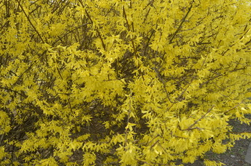 Gold forsythia flowers on spring bush