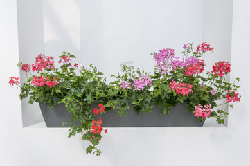 Balkonkasten Balkonblumen 