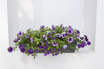 Balkonkasten Balkonblumen 