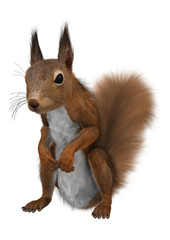 3D Rendering European Red Squirrel on White