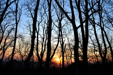Tall trees against the sunset
