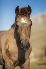 Close up portrait of the head of brown foal with white spot in front