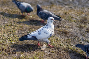 white pigeon walking through the park