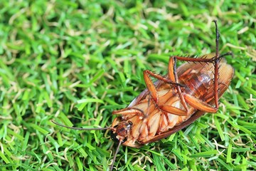 cockroaches