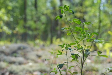 Landscape nature forest path road trees birch pine fir bilberry cranberry mushrooms berries picking grass bushes beautifully clean fresh spring summer greens lot Mari-El meadow day sun silence rest hi