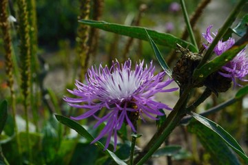 Landscape nature grass flower burdock sun plant bush burdock purple colorful light fluffy beautiful one forest glade meadow flowers grows smells quiet sunny nature ecology macro drops of water life 