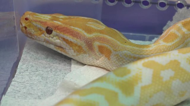 White and yellow snake. 4K.