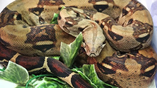 Brown spotted snake. 4K.