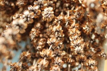 Dried basil flowers