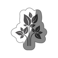 sticker silhouette of plant with branch and leafs vector illustration