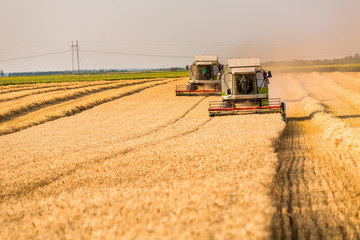 Combine harvester in action on wheat field. Harvesting is the process of gathering a ripe crop from...