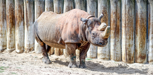 Rhino in the arena