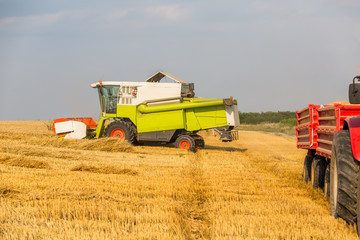 Combine harvester in action on wheat field. Harvesting is the process of gathering a ripe crop from the fields.