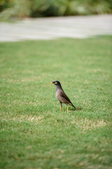 Beautiful bird on the green grass. Bird walking along the lush green grass. Seaside bird, wild nature