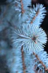 A branch of blue spruce with needles close-up.