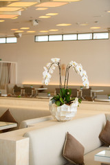 White orchid in a white pot between the two sofas with pillows in an interior