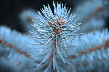 Naklejka na ściany i meble A branch of blue spruce with needles close-up.