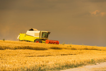 Obraz premium Combine harvester in action on wheat field. Harvesting is the process of gathering a ripe crop from the fields.