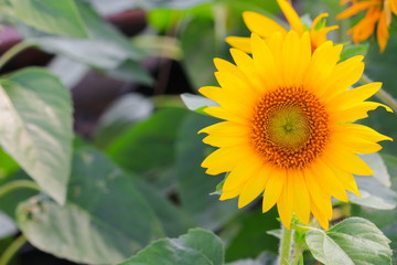 sunflowers yellow blooming close up in garden flower beautiful