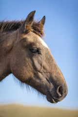 Close up profile portrait of the head of brown foal with white spot in front