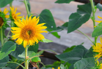 sunflowers yellow blooming  in garden flower beautiful