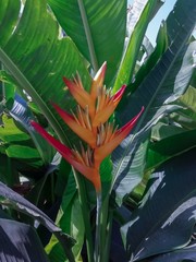 Beautiful flowers in the garden