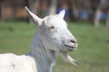 white goat in a green meadow namascusa