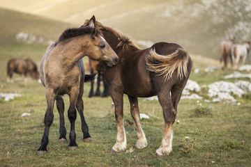 Fototapeta premium Two brown foals standing in a prairie