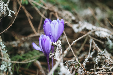 Macro photo of purple crocus flowers in the forest