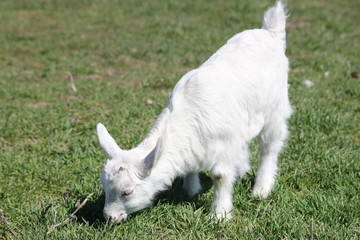 white goat walking a green meadow pasture