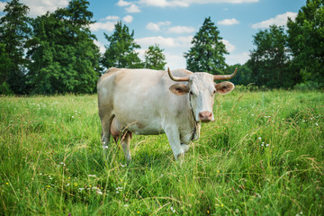 Cow grazing on a village field in summertime looks straight to the camera