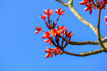 plumeria flower pink or desert rose beautiful on tree and sky background ( Common name Apocynaceae, Frangipani, Pagoda, Temple )