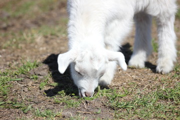 Fototapeta premium white goat walking a green meadow pasture