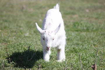 Obraz premium a goat on a pasture meadow